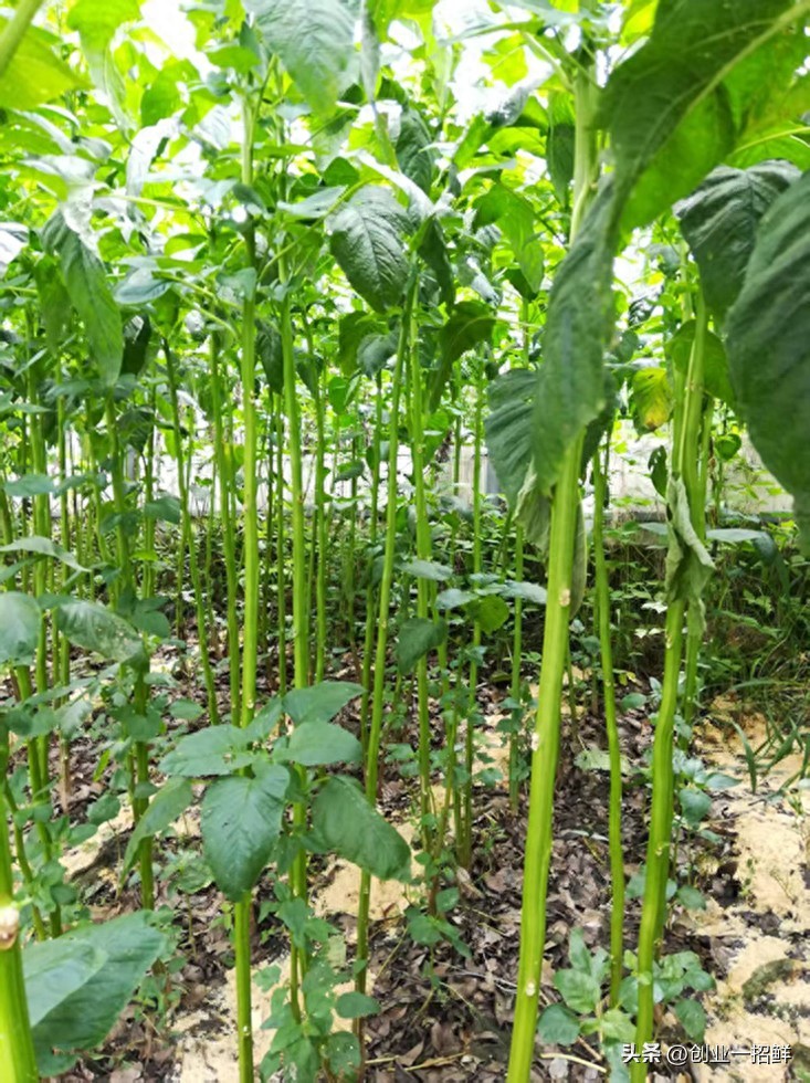 干半干苹果酒生产技术_农产品深加工创业项目大全_新奇特农产品大全图片