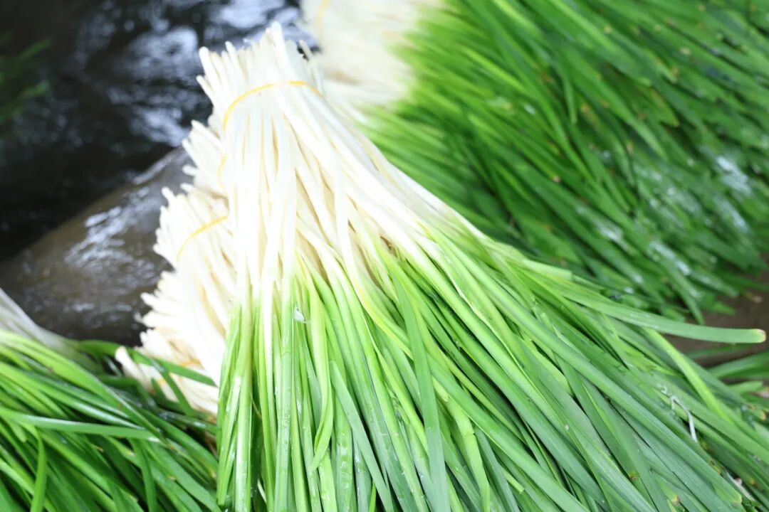 兴义镇岷江社区韭菜种植基地_成都农产品中心批发市场春菜销售数据_成都农产品批发市场
