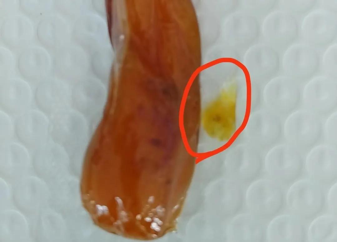 农产品机器视觉检测_红薯干缺陷检测方案_农产品质检