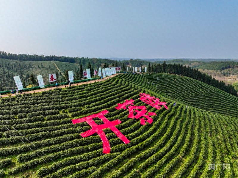 安徽芜湖万兴村：昔日荒山变茶园，走出乡村振兴新路径