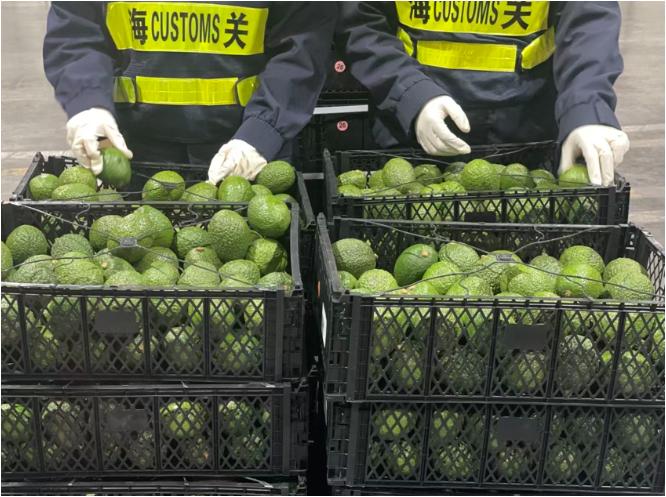中非农产品贸易零关税新阶段_中国农产品贸易发展报告_中国对非洲53国零关税新政