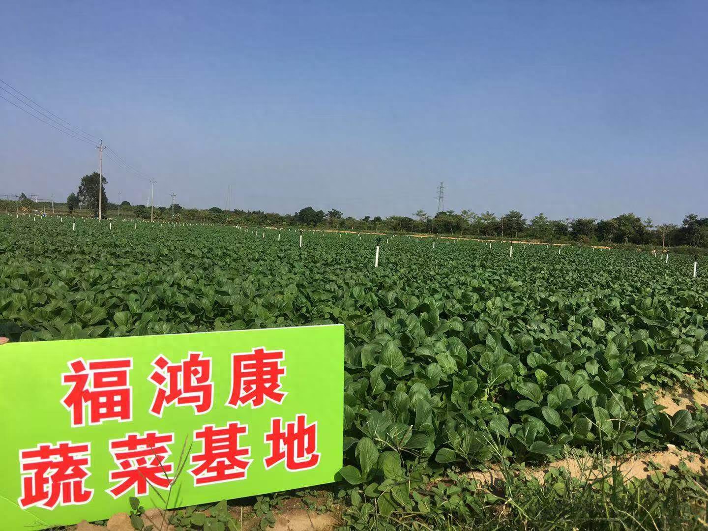 南湾新城食堂食材配送揭秘：福鸿康费用透明超靠谱
