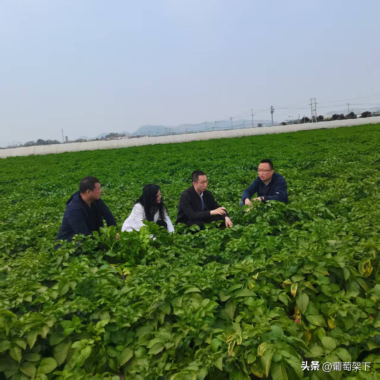 滕州马铃薯公用品牌故事_中国马铃薯之乡品牌价值_农产品区域公用品牌