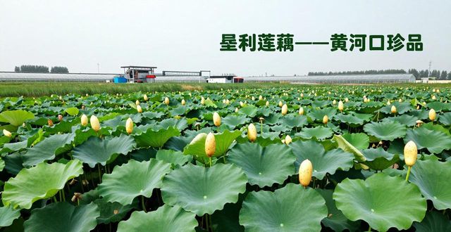 垦利莲藕区域公用品牌_东营市知名农产品品牌培育_农产品区域公用品牌