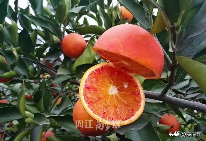 农产品销售方案_内江市农产品销售对接_农产品区域公用品牌
