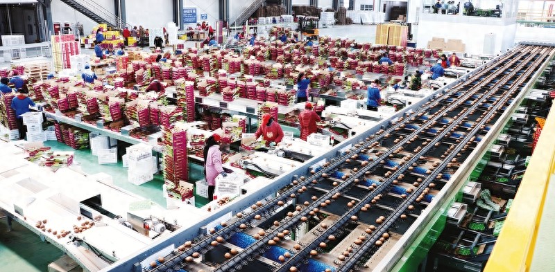 广元农产品分拣加工迎政策红利，产业链升级正当时