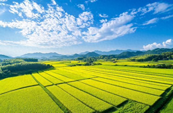 科技赋能江宁农田，智慧农业助力农产品可追溯体系建设