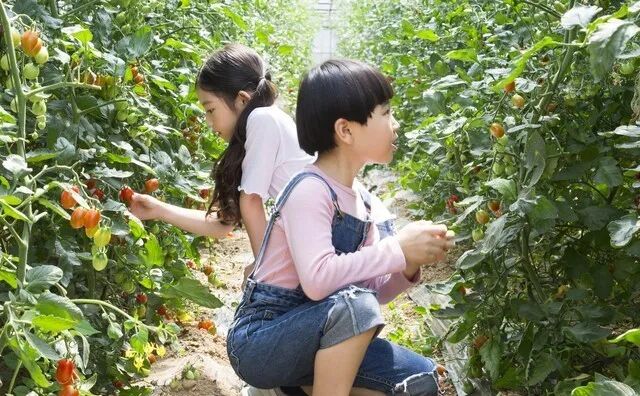 2026年农业政策十大赚钱运营模式_宁夏农产品滞销案例_农业社会化服务规模化经营数字化农业