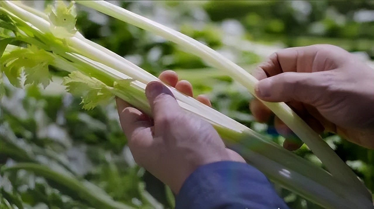 芹菜叶的营养价值_无公害农产品产地认证_西吉芹菜种植优势