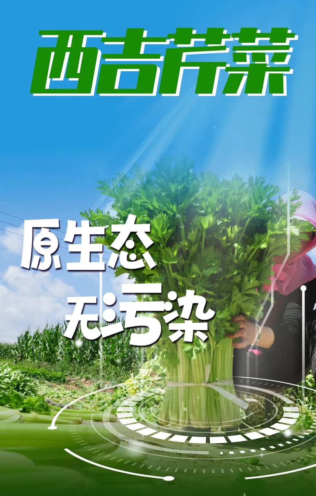 芹菜叶的营养价值_无公害农产品产地认证_西吉芹菜种植优势