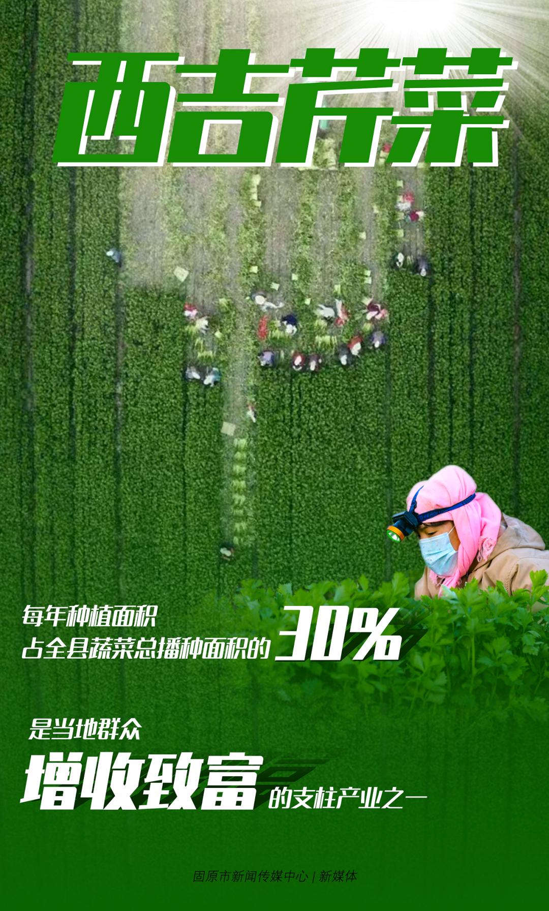 西吉芹菜种植优势_无公害农产品产地认证_芹菜叶的营养价值