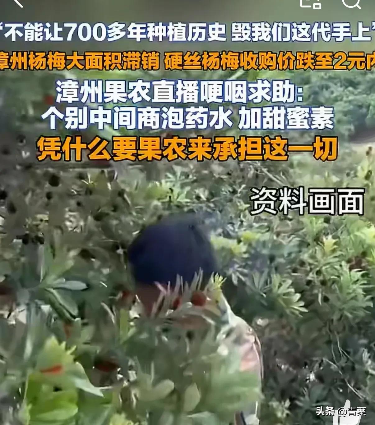 农产品滞销的原因_漳州杨梅直播求助_杨梅产业被毁中间商贪婪