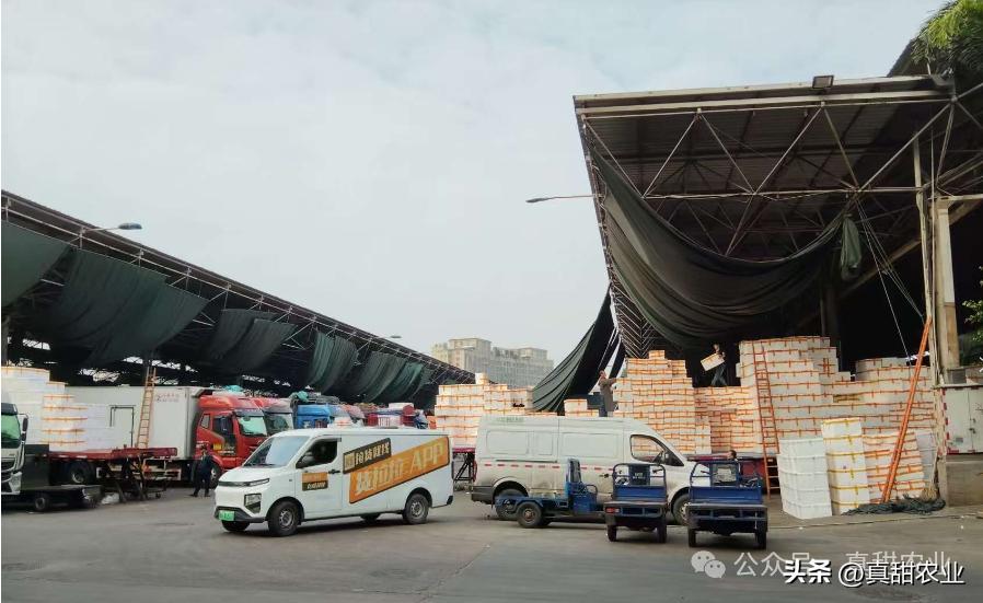 农产品销售市场风险_农产品滞销的原因_农业种植计划经济与市场经济差异