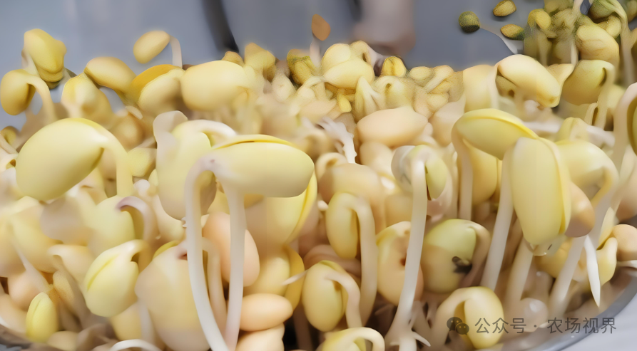 10万元投资什么农产品可以有利润_豆芽加工创业_手工豆芽制作方法