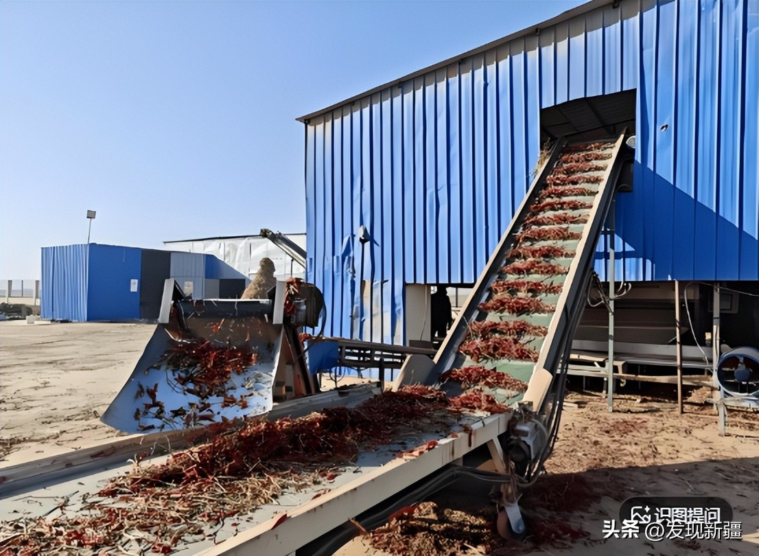 新疆农业产业集群发展_新疆东西部经济研究院_特色农产品开发