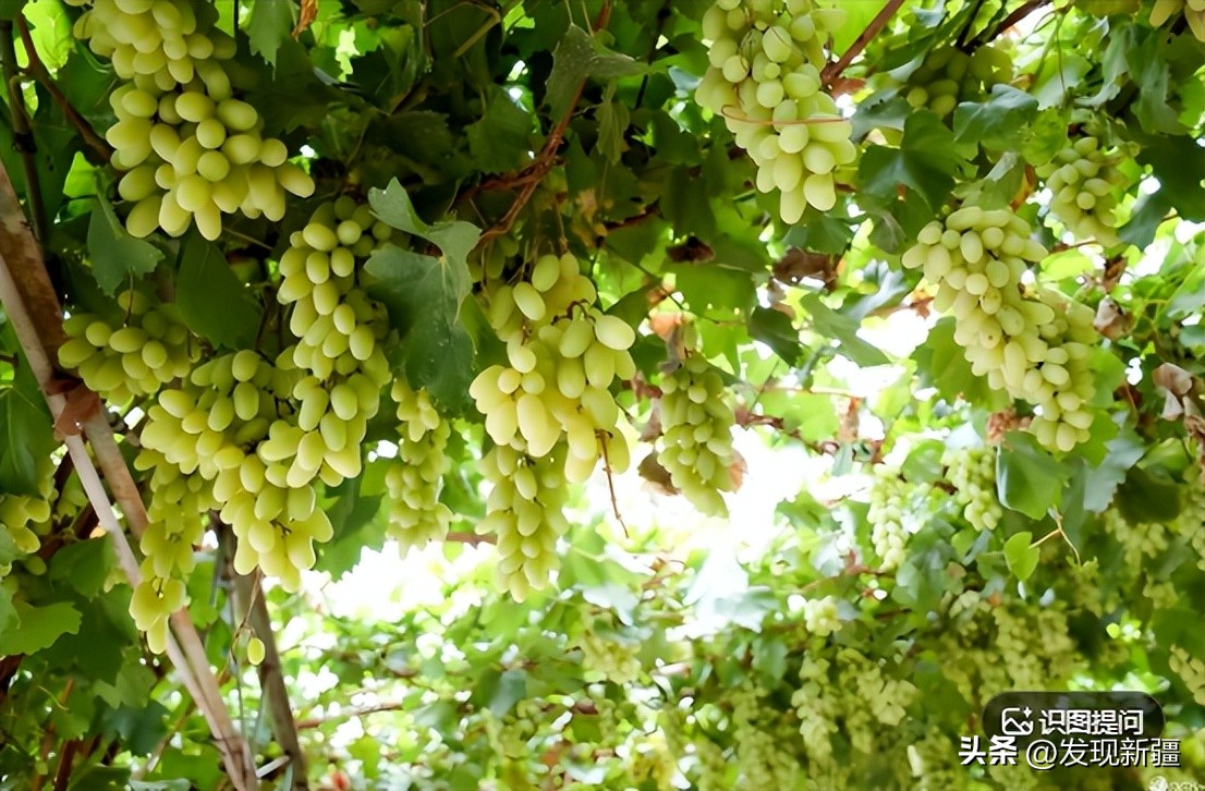 新疆农业产业集群发展_特色农产品开发_新疆东西部经济研究院
