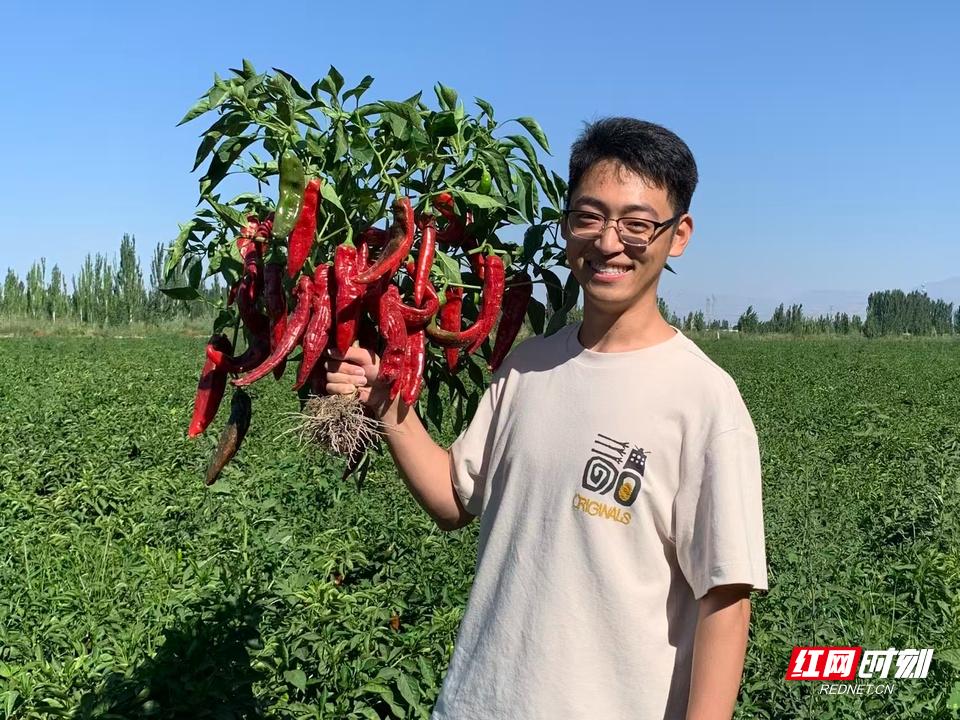 新疆 特色农产品产值 加工辣椒_湖南农业大学 工业辣椒 种业创新