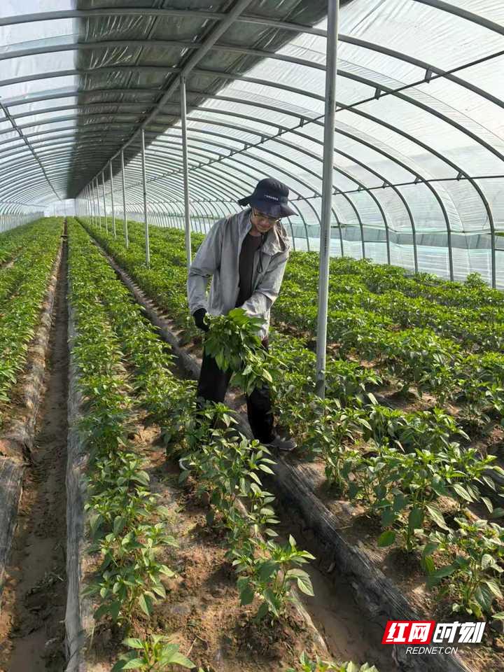 新疆 特色农产品产值 加工辣椒_湖南农业大学 工业辣椒 种业创新