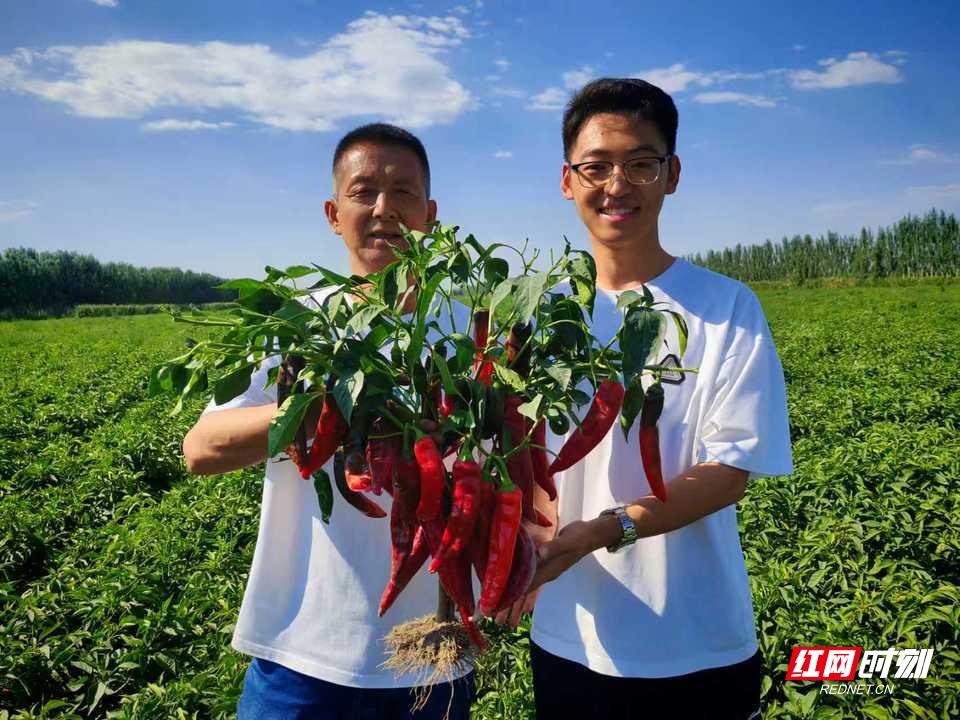 湖南农业大学 工业辣椒 种业创新_新疆 特色农产品产值 加工辣椒