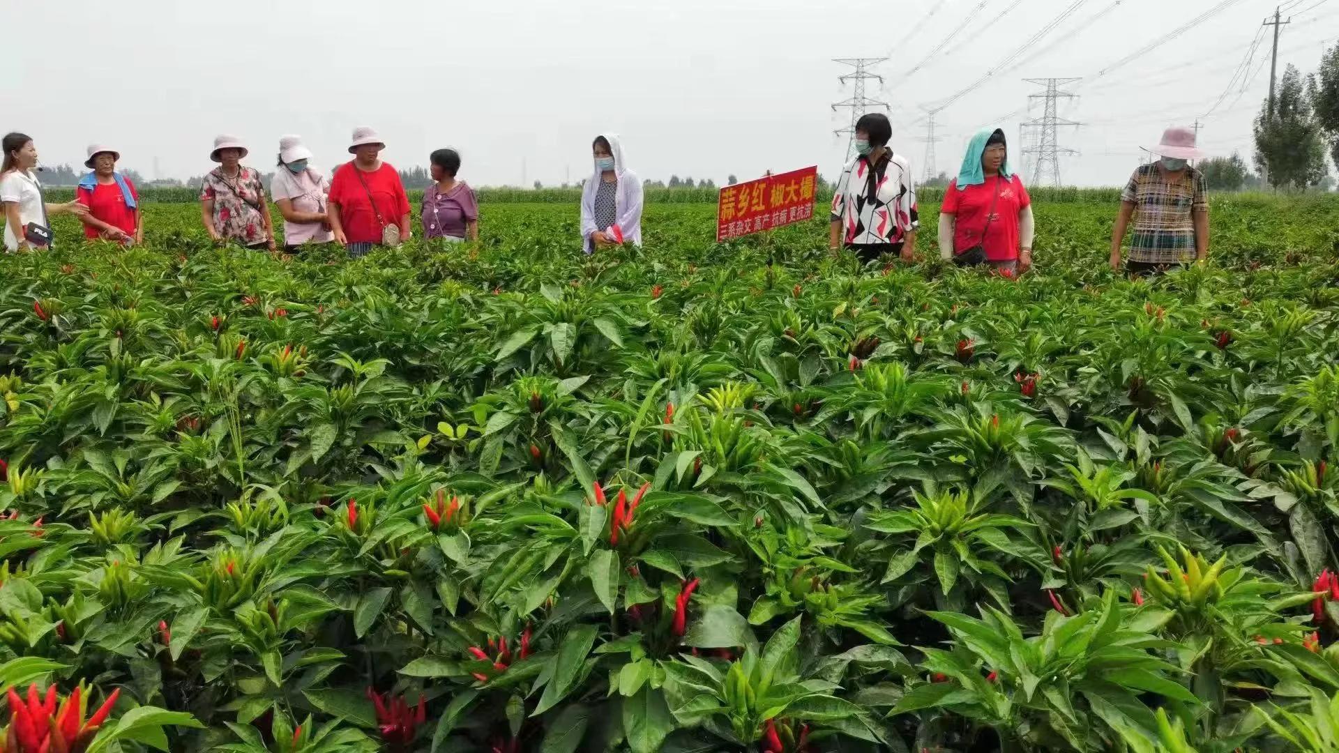 白手起家辣椒种植创业_从零起步拓展千亩辣椒种植园_新疆 特色农产品产值 加工辣椒