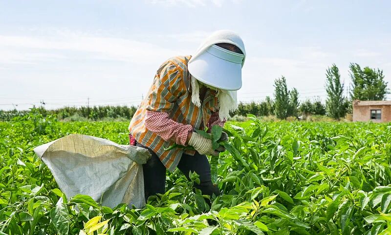 绿色食品认证_绿色蔬菜种植_高新区农产品平价直销店