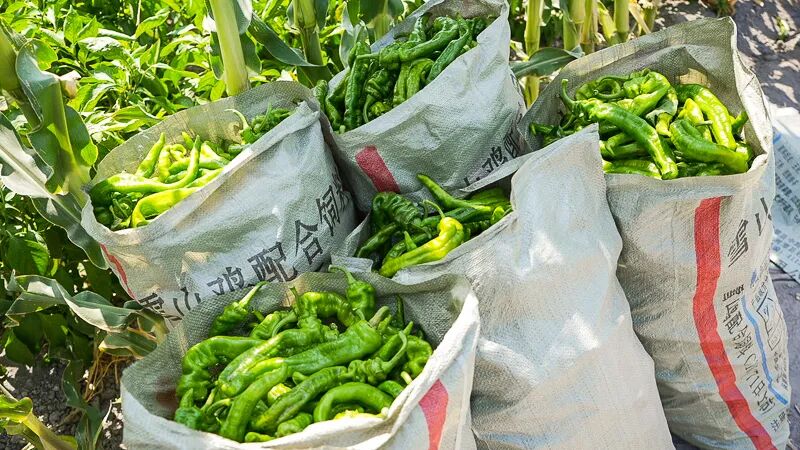 高新区农产品平价直销店_绿色蔬菜种植_绿色食品认证