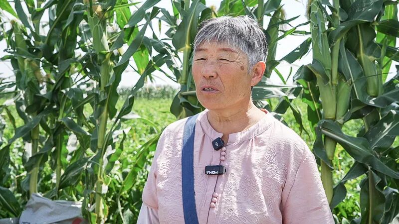 高新区农产品平价直销店_绿色食品认证_绿色蔬菜种植