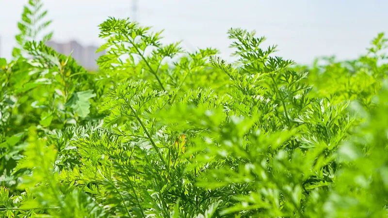绿色蔬菜种植_绿色食品认证_高新区农产品平价直销店