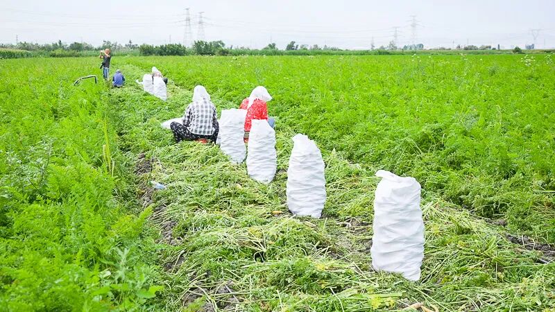 绿色蔬菜种植_绿色食品认证_高新区农产品平价直销店