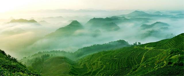 贵州茶叶品牌升级_贵州农产品推广_贵州特色农产品