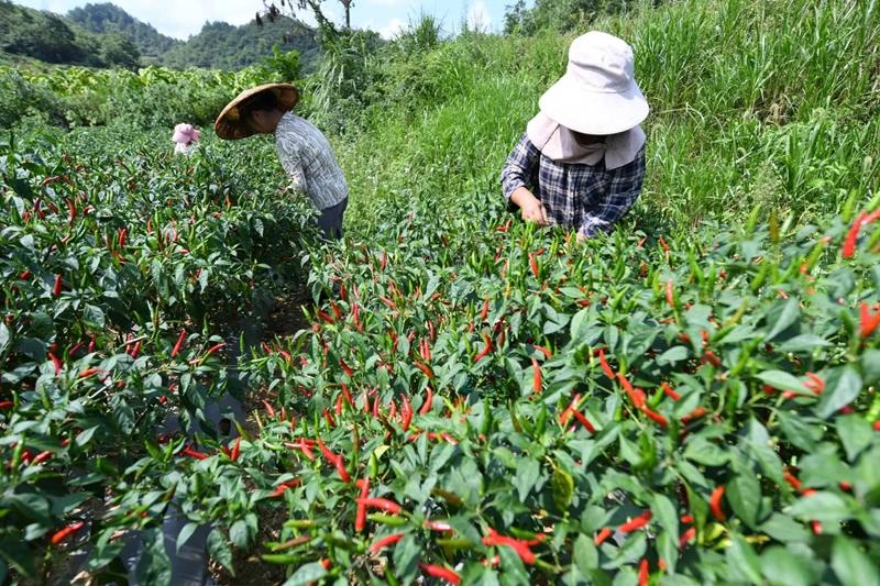 贵州特色农产品电商直播_贵州蘸水菜制作方法_贵州特色农产品