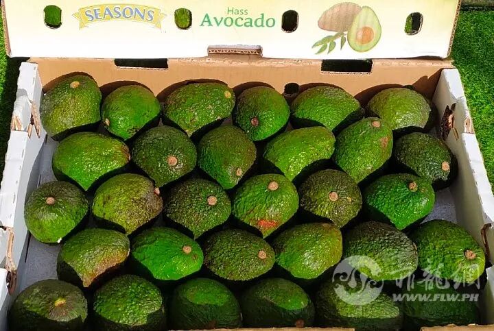 菲律宾农产品贸易额下降_菲律宾哈斯鳄梨韩国出口_中韩农产品贸易额