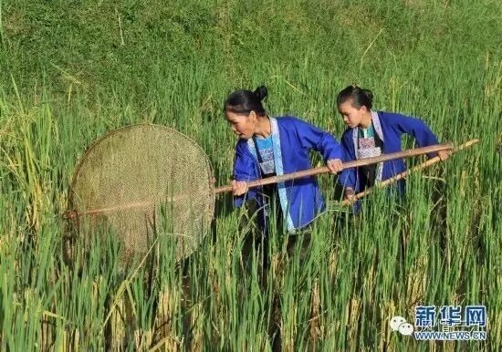 三江稻田鲤鱼 富硒农产品 农产品地理标志_富硒农产品标志