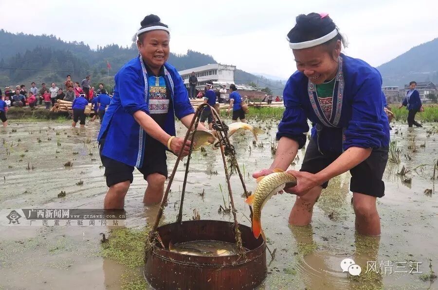 富硒农产品标志_三江稻田鲤鱼 富硒农产品 农产品地理标志