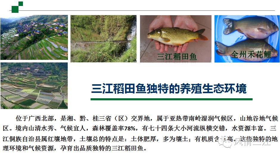 富硒农产品标志_三江稻田鲤鱼 富硒农产品 农产品地理标志