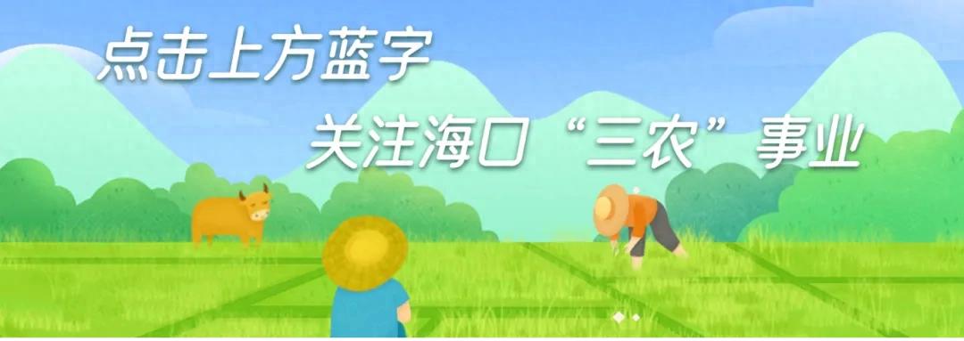 热带水果Gelato_海南农产品商城_海南米啊米食品有限公司